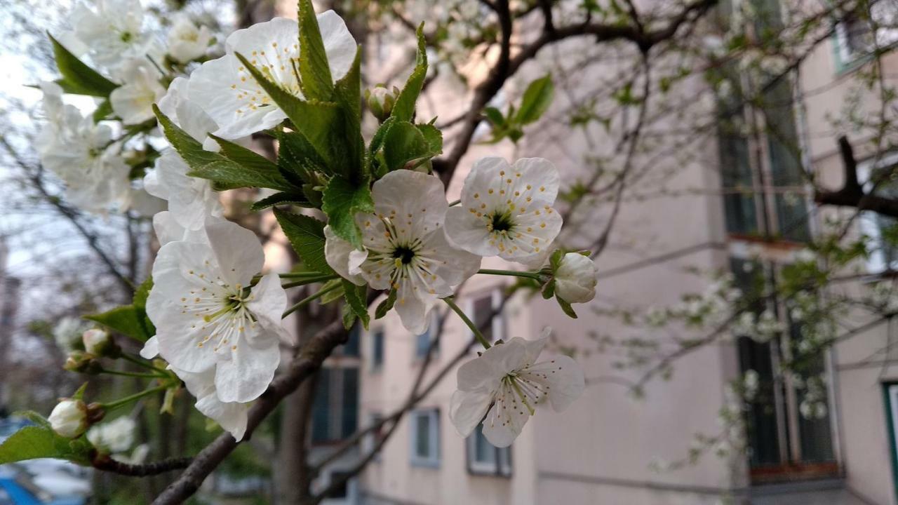 Gesztenyes Apartman Мишкольц Экстерьер фото